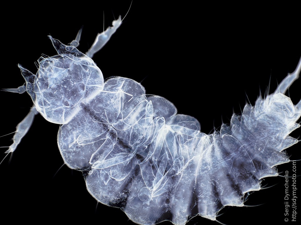 Beetle larva 10x inverted