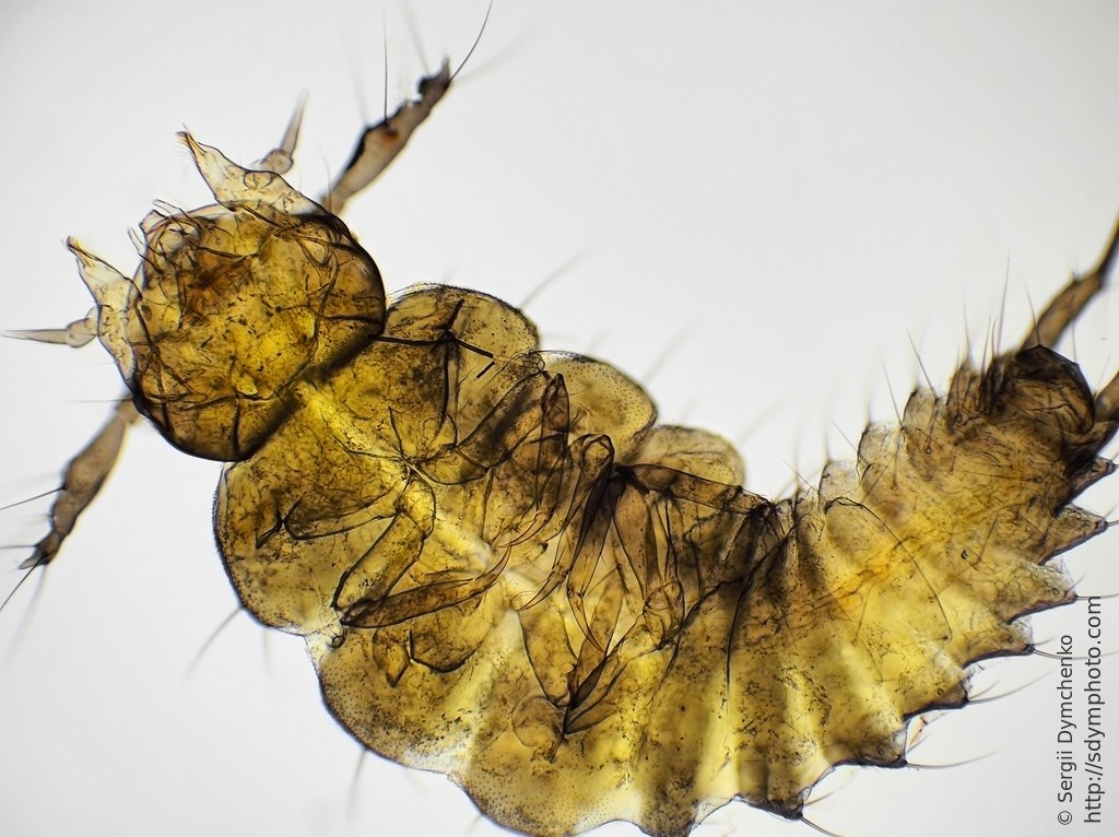 Beetle larva 10x
