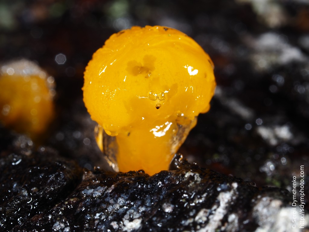 Orange fungus guy