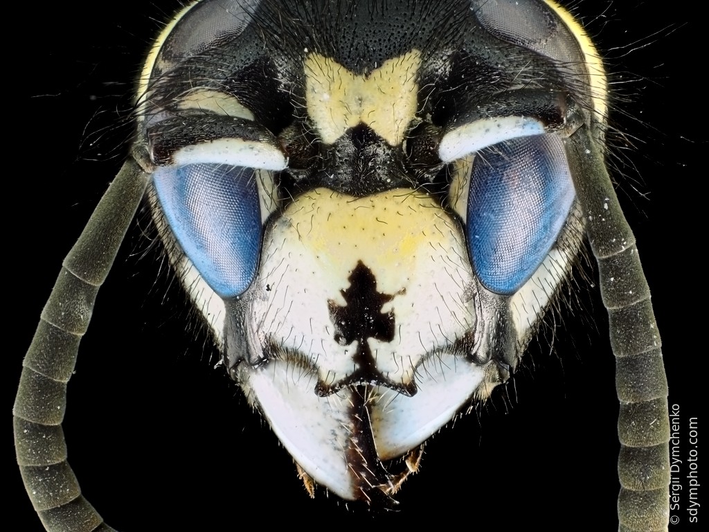 Wasp head uv 2x x1.4