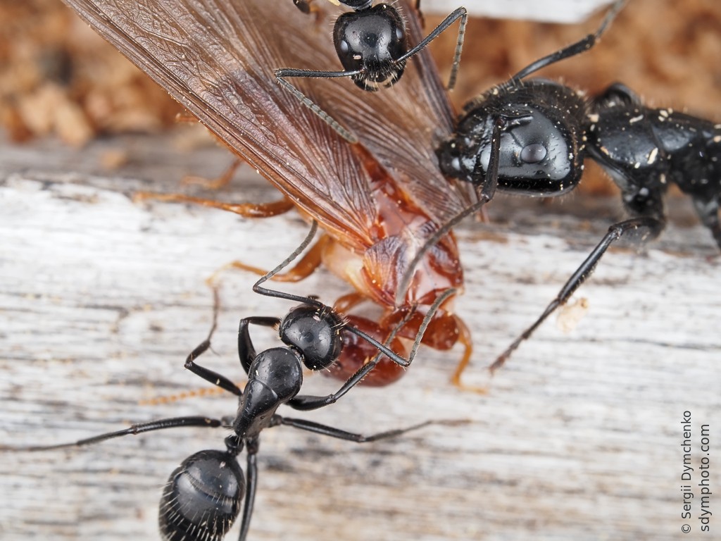 Ants vs termite