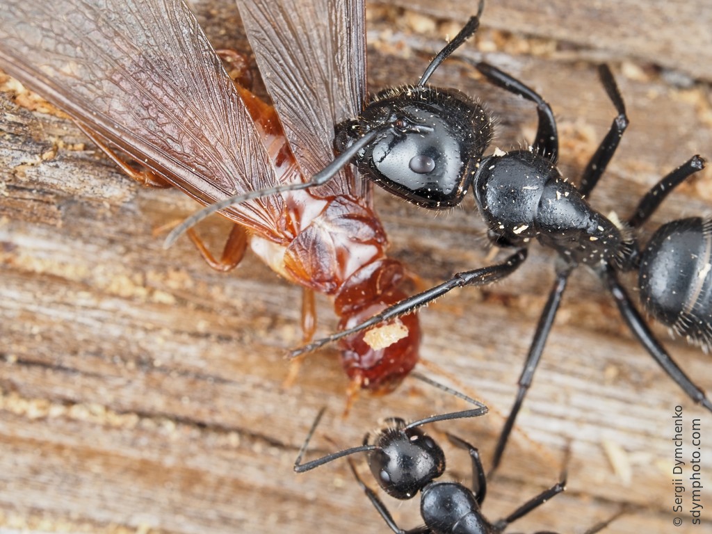 Ants vs termite