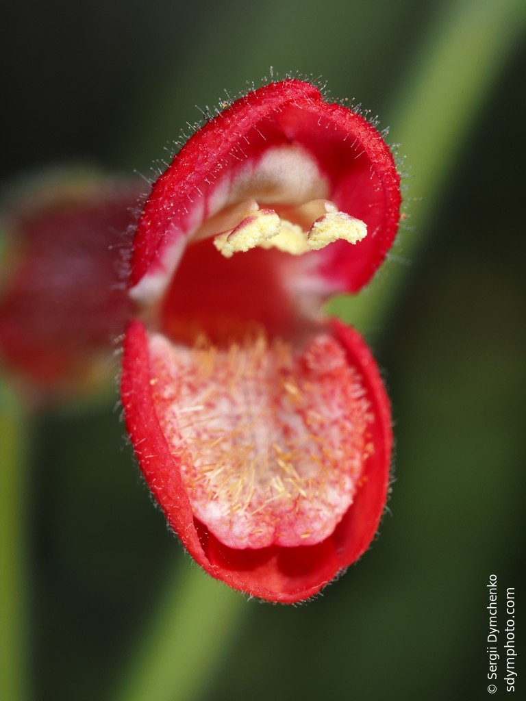 Gambelia juncea flower