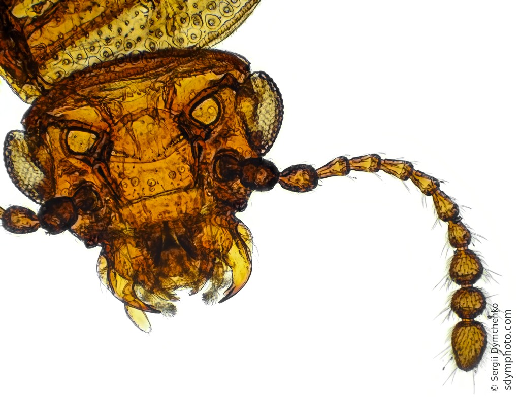 Derodontus trisignatus 10x x1.4